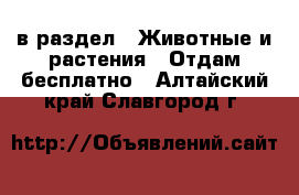  в раздел : Животные и растения » Отдам бесплатно . Алтайский край,Славгород г.